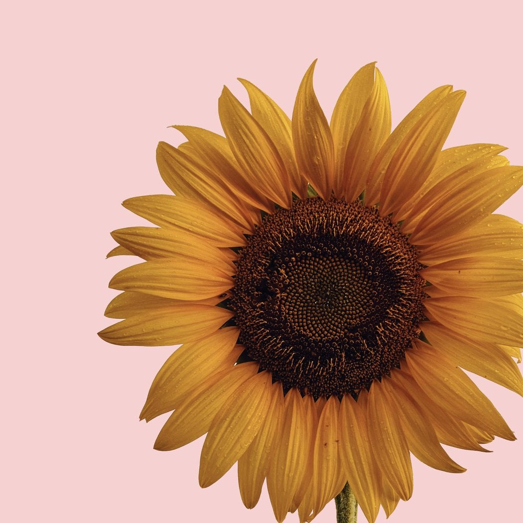 M*す様 Organic Sounds Orgaround Products | Organic Sounds