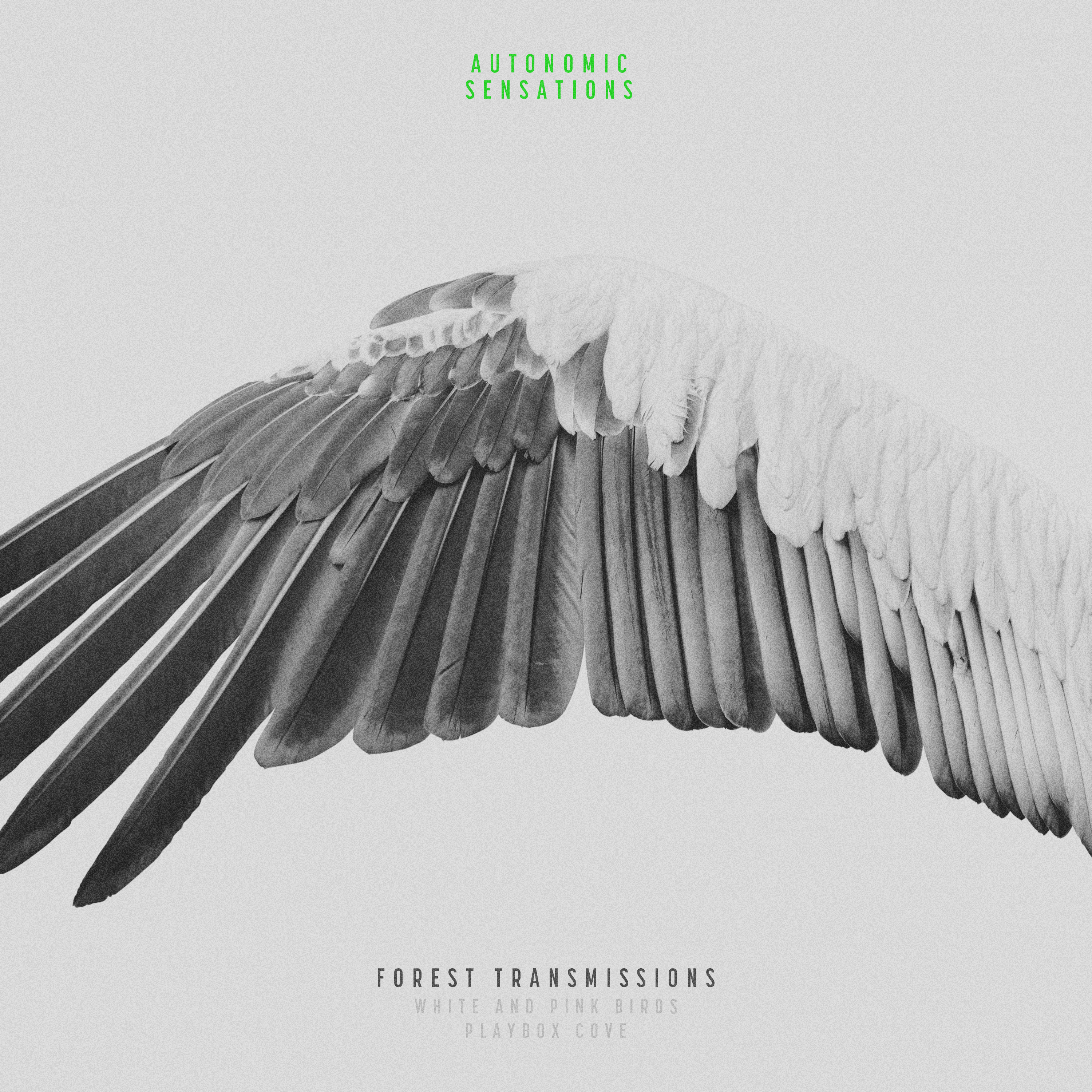 White and Pink Birds