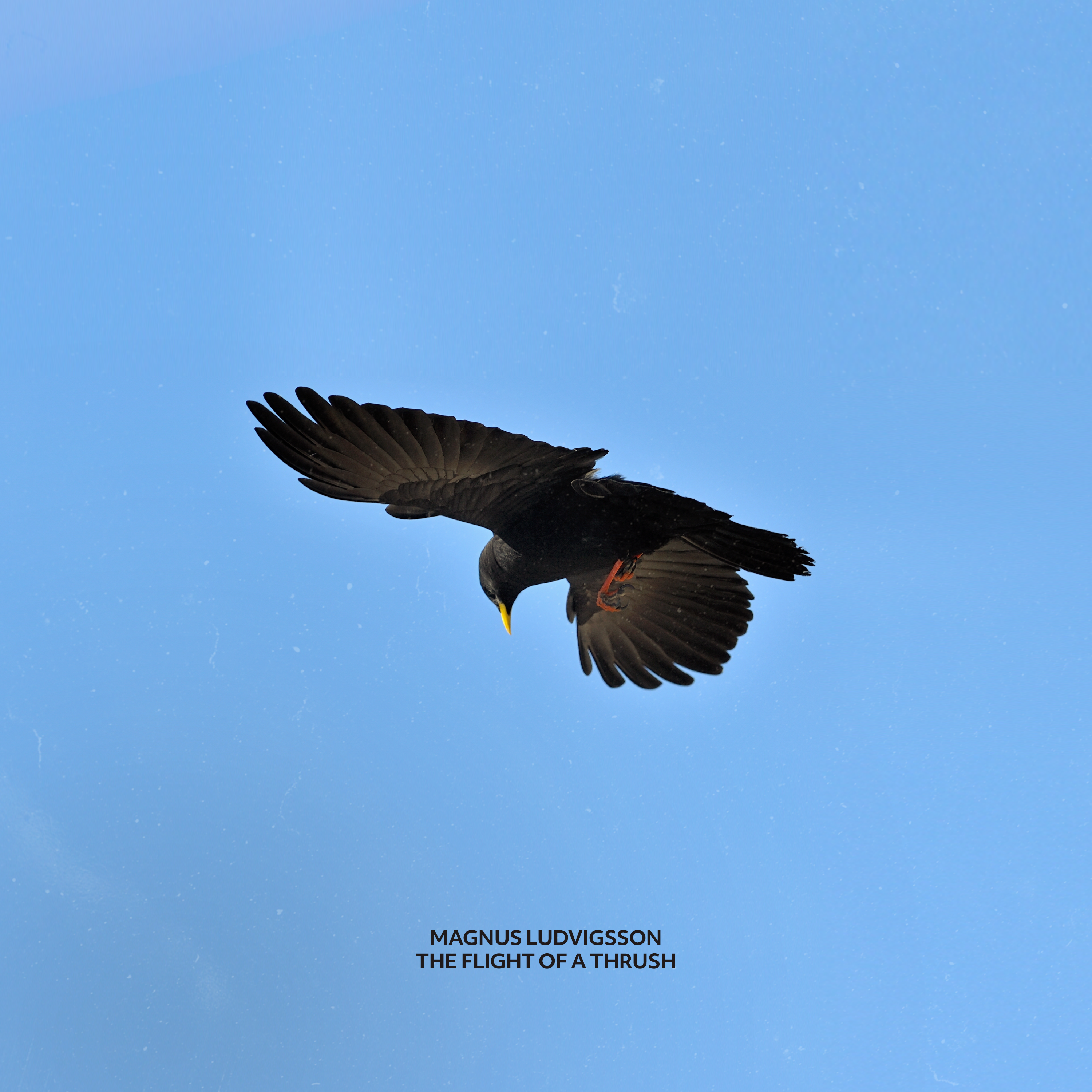 The Flight of a Thrush