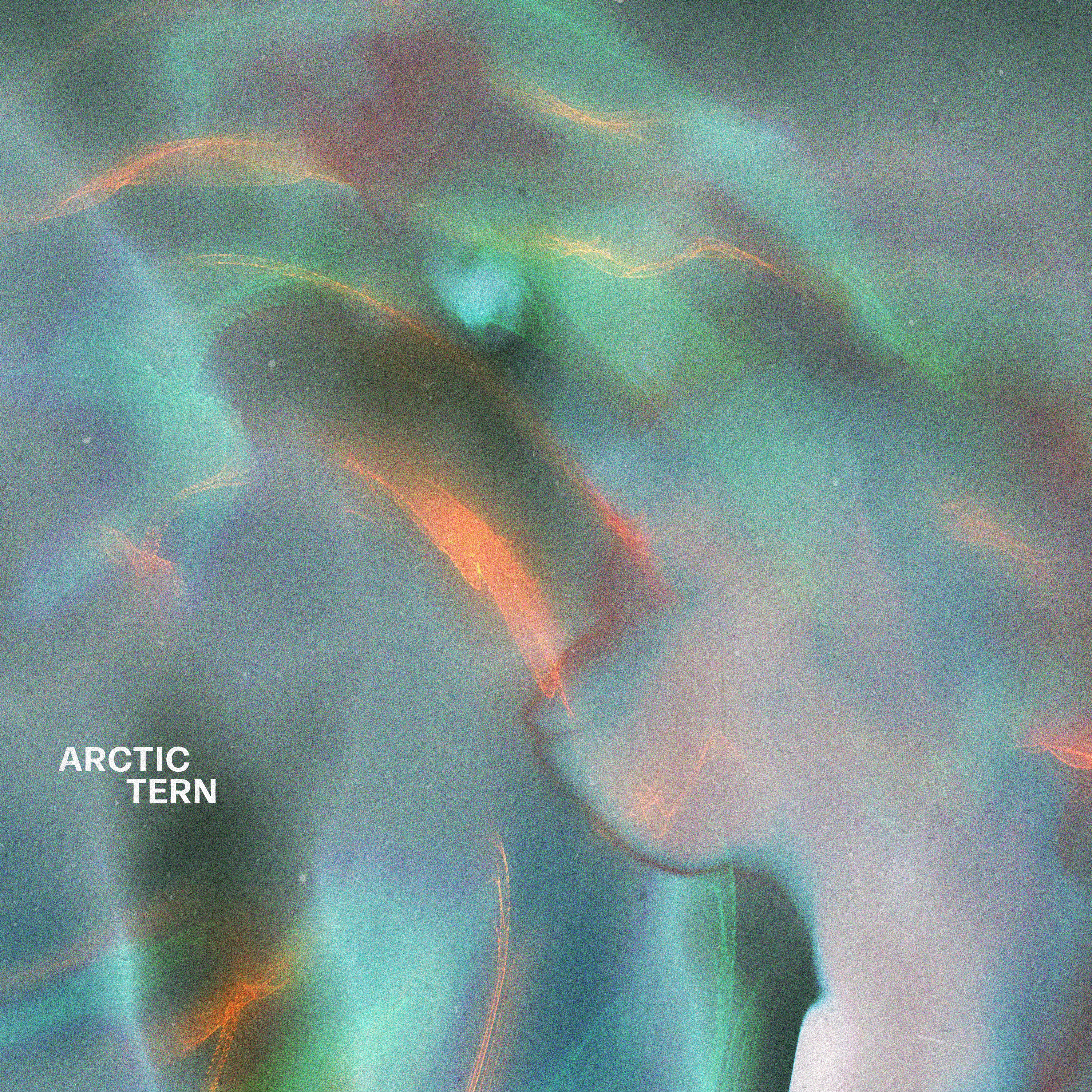 Arctic Tern