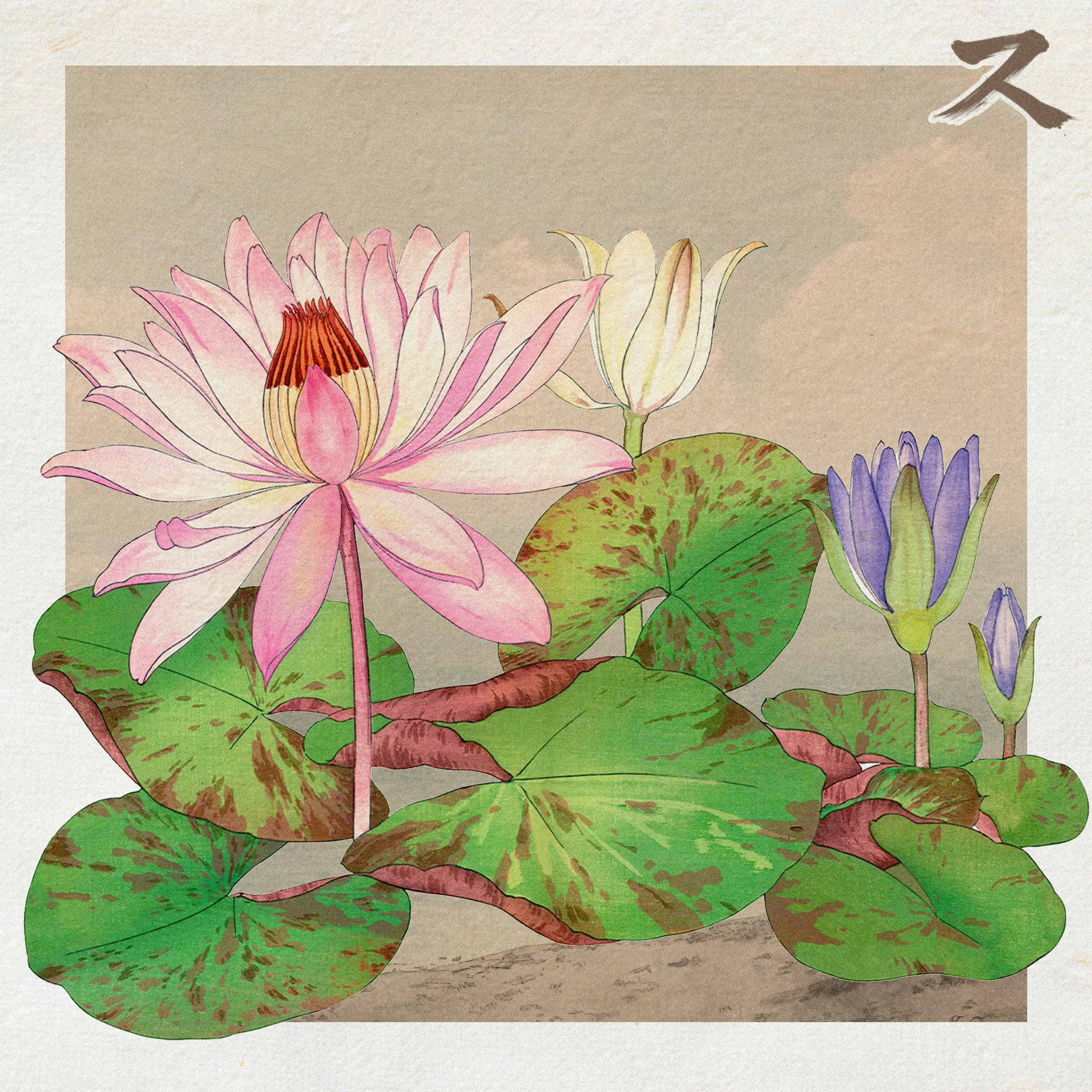 Pink Lotus
