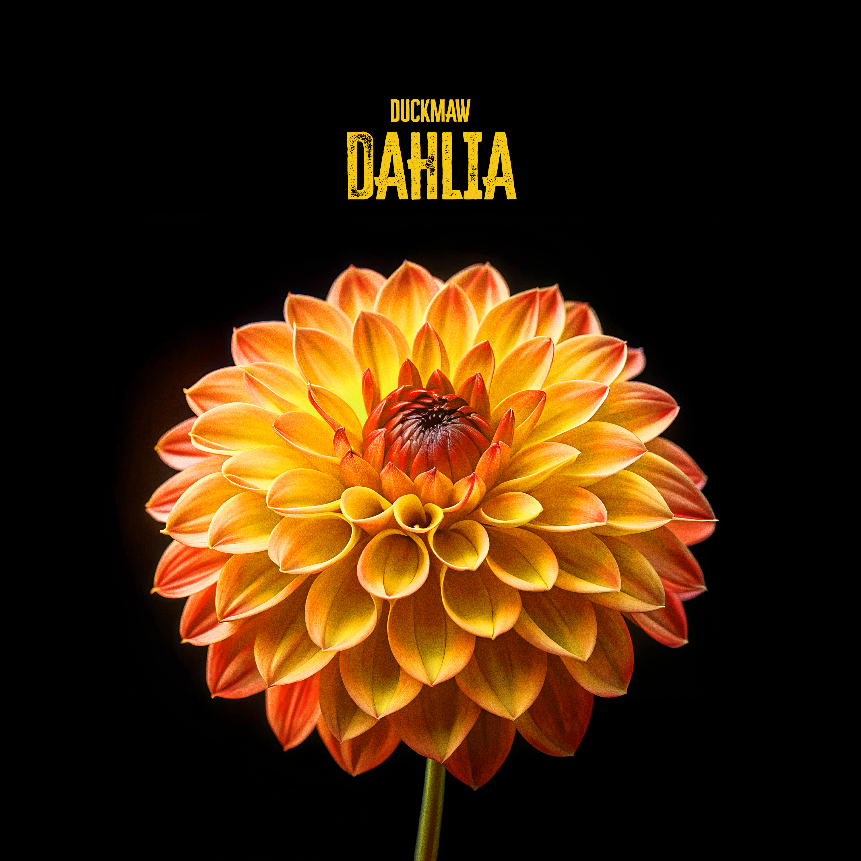 Dahlia