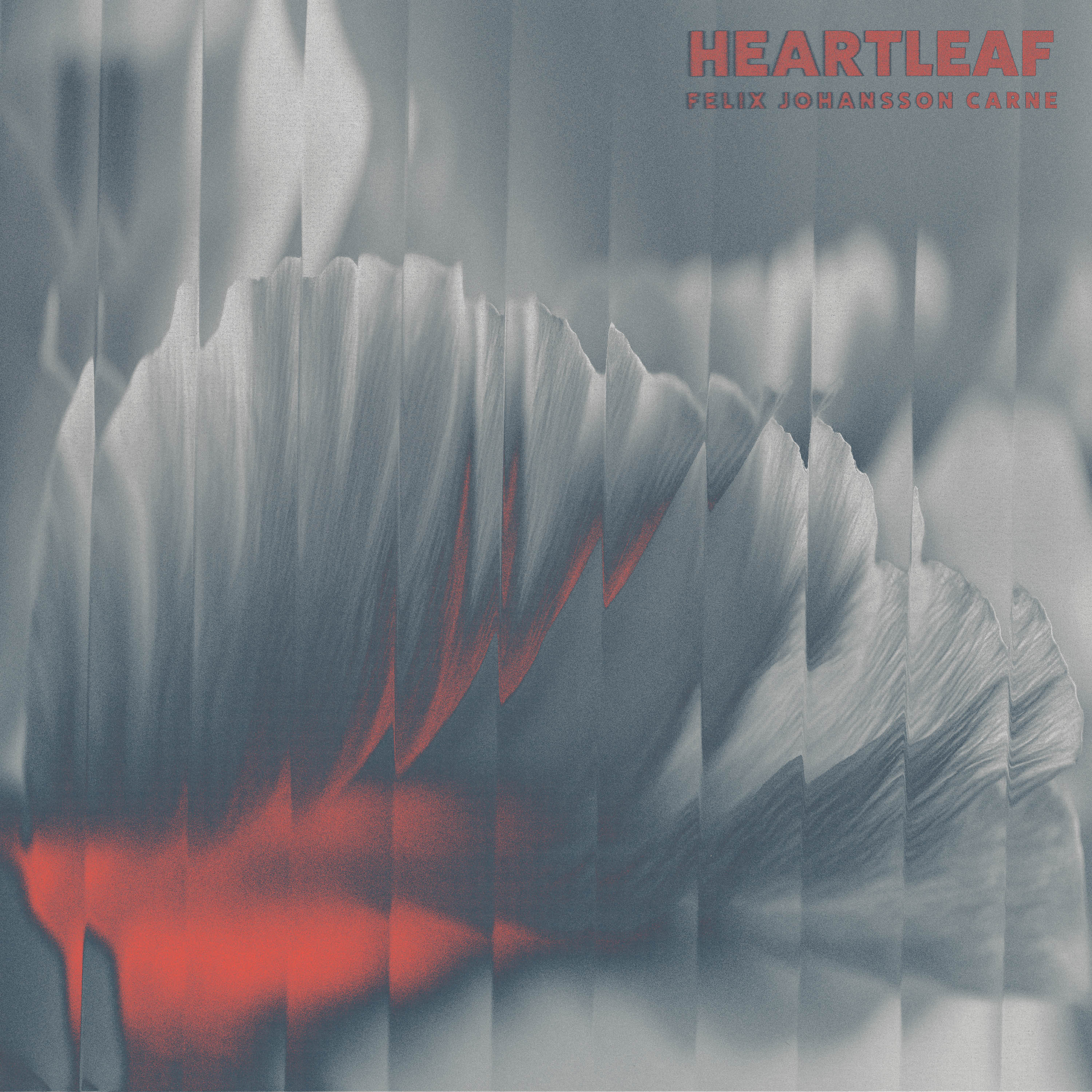 Heartleaf