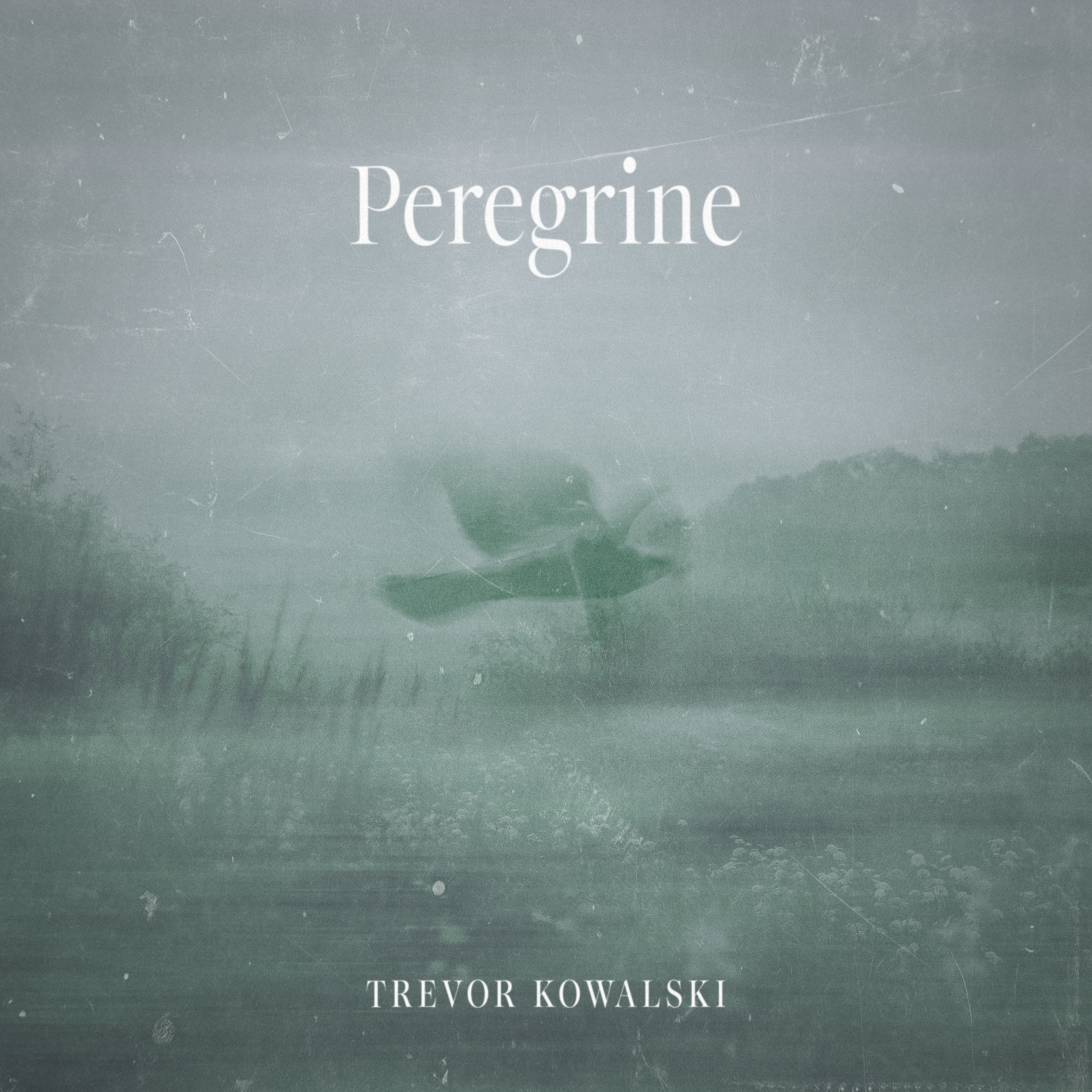 Peregrine